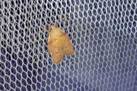 Carcina quercana