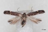 Aproaerema anthyllidella