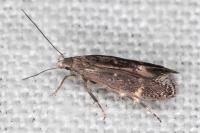 Aproaerema anthyllidella