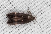 Aproaerema anthyllidella