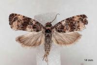 Endothenia oblongana