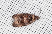 Endothenia oblongana