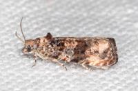 Endothenia oblongana