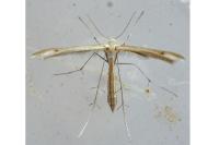 Stenoptilia