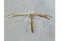Stenoptilia