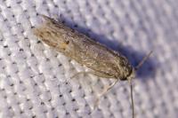 Symmocoides oxybiella