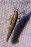 Plutella xylostella