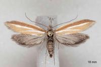 Pleurota tabelli