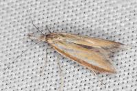 Pleurota tabelli