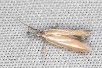 Pleurota tabelli