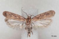 Platyedra subcinerea