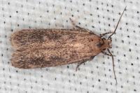 Platyedra subcinerea