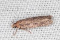 Platyedra subcinerea