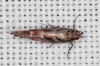 Aristotelia ericinella