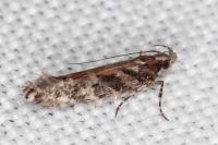 Aristotelia ericinella
