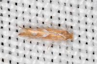Phyllonorycter endryella