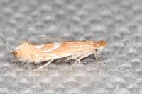 Phyllonorycter endryella