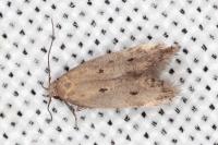 Stomopteryx remissella