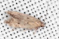Stomopteryx remissella