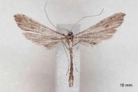 Agdistis heydenii