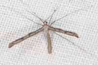Agdistis heydenii