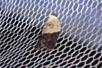 Acleris variegana