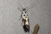 Ethmia quadrillella