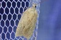 Agonopterix