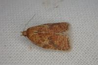 Acleris notana