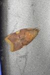 Carcina quercana