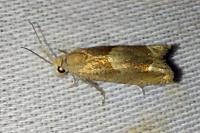 Eucosma conterminana