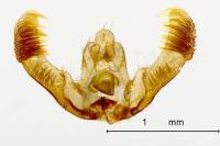Eucosma conterminana