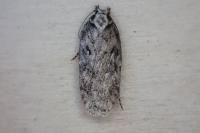 Depressaria douglasella