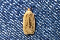 Agonopterix pallorella