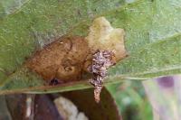 Coleophora ahenella