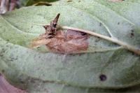 Coleophora ahenella