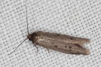 Hypatopa binotella