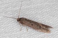 Hypatopa binotella