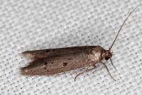 Hypatopa binotella