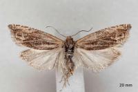 Eucosma cana