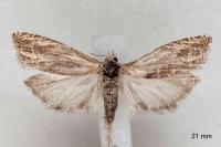 Eucosma cana
