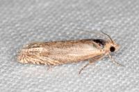 Eucosma cana
