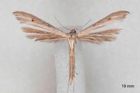 Stenoptilia stigmatodactyla