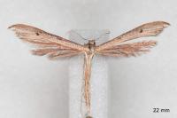 Stenoptilia stigmatodactyla