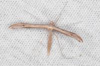 Stenoptilia stigmatodactyla