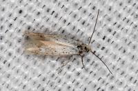 Elachista gormella