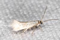 Elachista gormella