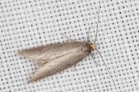 Agnoea langohri
