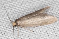 Agnoea langohri