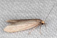 Agnoea langohri